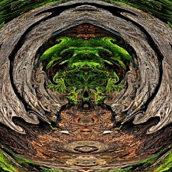 Jungle Gate