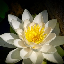 Water Lily 2