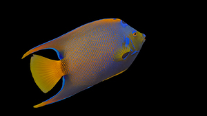 Electric Blue Queen Angelfish