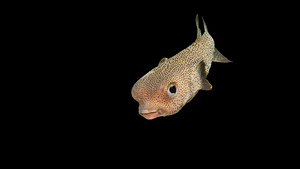 Cute Pufferfish on Black