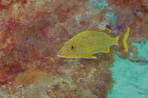 French Grunt Fish Watercolor Illustration