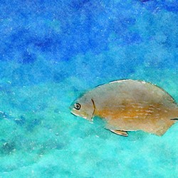 Digital Watercolor of Tropical Reef Fish