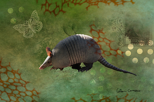 An Armadillos Life