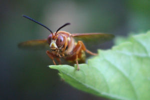  Closeup of a Cicada Killer