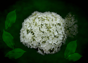 Hydrangea Digital Art