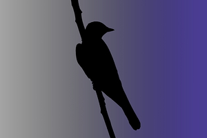Mockingbird Silhouette on Steel Blue