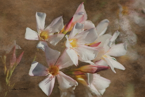 Soft Pink Blush Oleander Digital Art