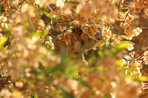 Hidden - Squirrel Eating Seeds