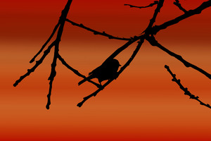 Tiny Verdin Silhouette On The Summer Sunset