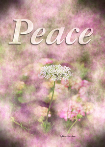 Peace-Queen Annes Lace