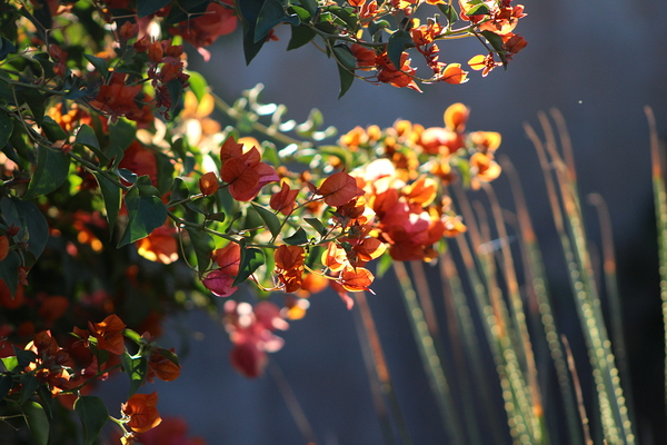Salmon Bougainvillea in Sunlight Landscape Print