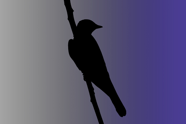 Mockingbird Silhouette on Steel Blue Print