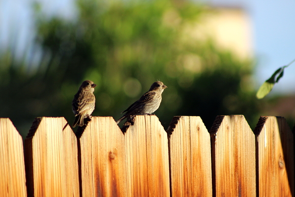 Sparrows on a Fence Print