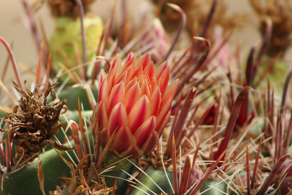 Closeup of Red Cactus Blossom Print