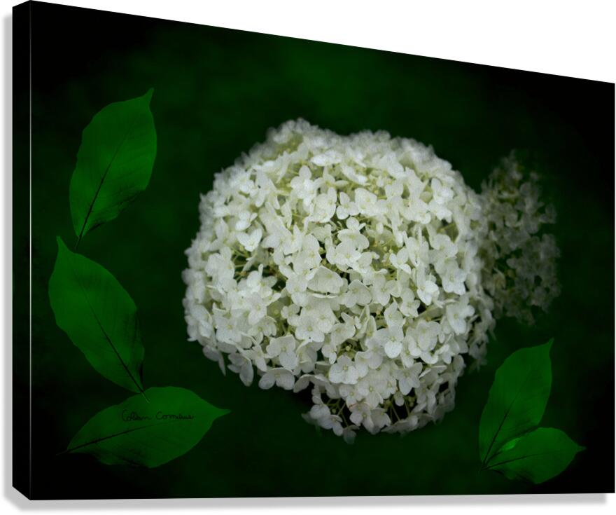 Hydrangea Digital Art Canvas Print