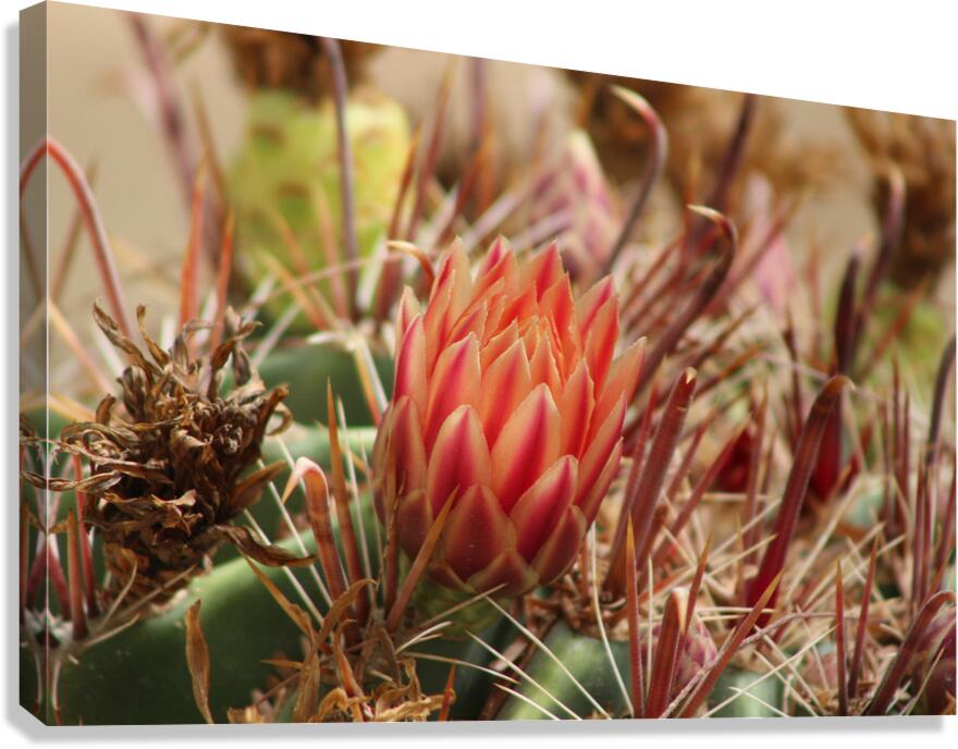 Closeup of Red Cactus Blossom Canvas Print
