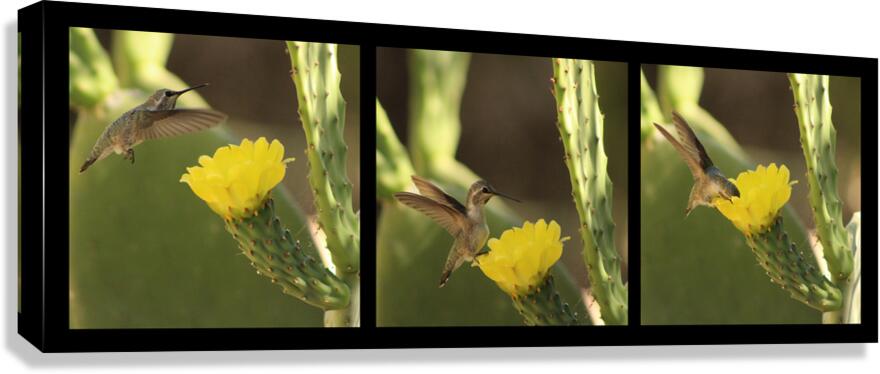 Hummingbird On Yellow Cactus Blossom Triptych Canvas Print