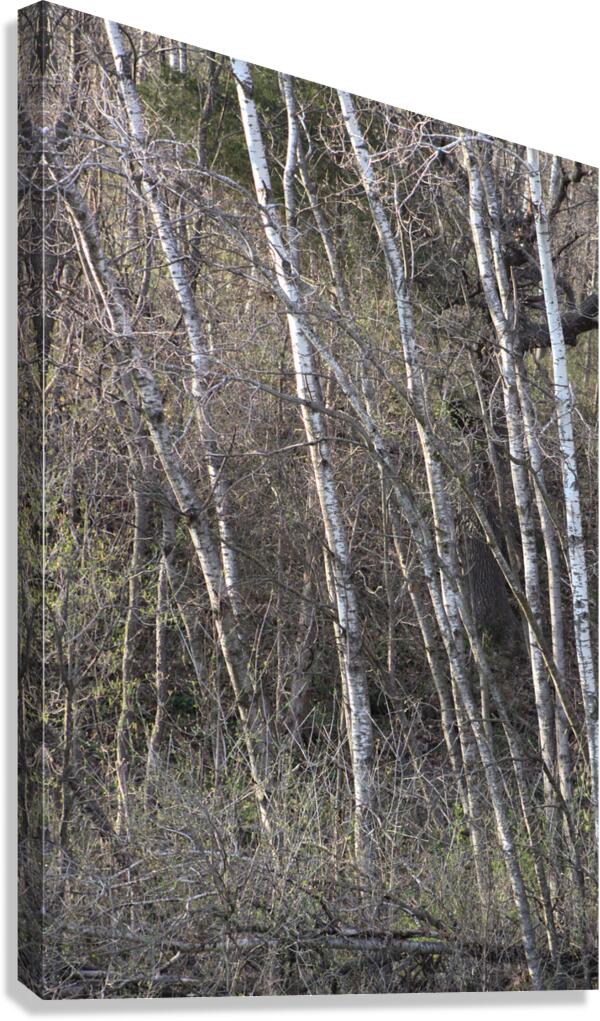 Birch Trees Canvas Print