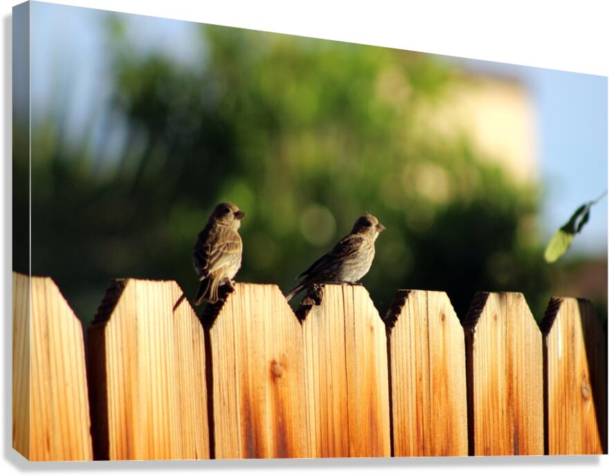 Sparrows on a Fence Canvas Print