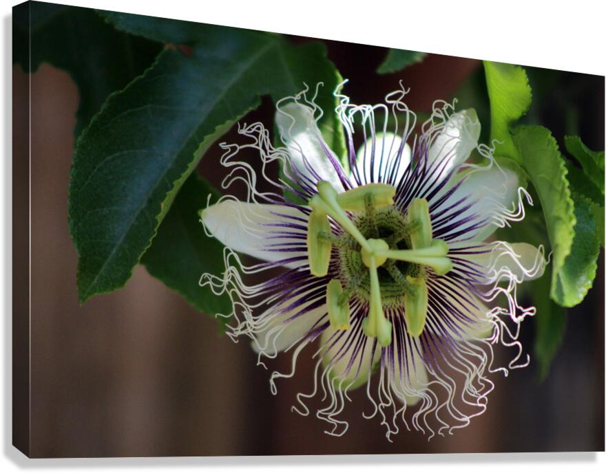 Passion Flower Canvas Print