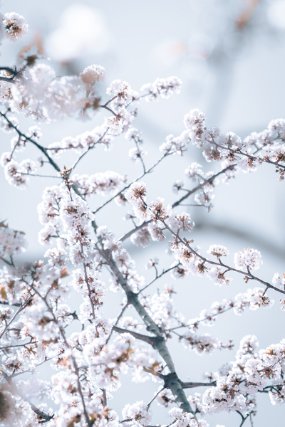  DSC1783 Print