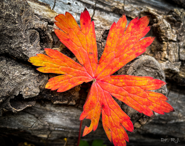 A468AFF5 0E35 4D8C 8A2E BB3168E7E78D Print