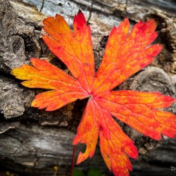 A468AFF5 0E35 4D8C 8A2E BB3168E7E78D