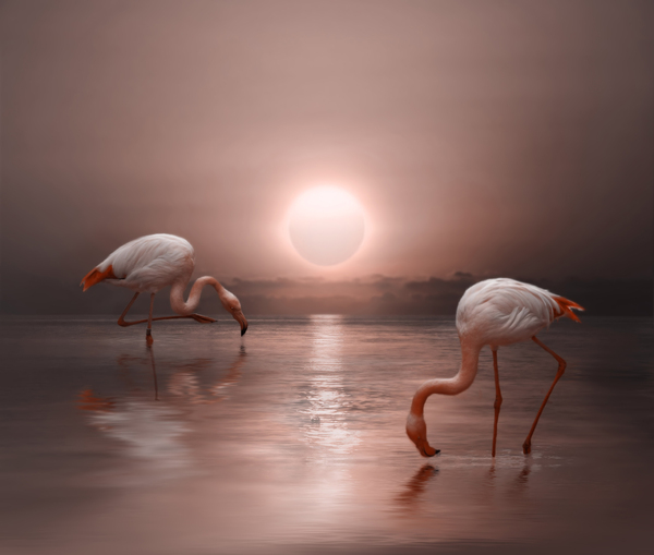 Flamingo by Nataliorion