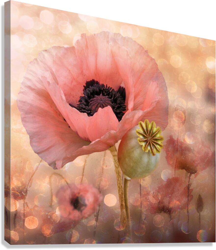 Pink Canvas Print