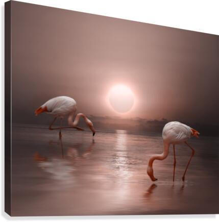 Flamingo Canvas Print