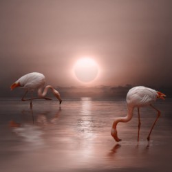 Flamingo