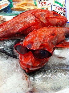 Something Fishy