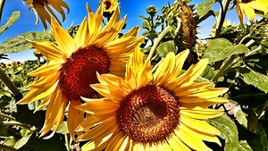 Sunflower Drama