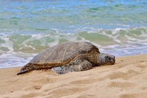 Maui Sea Turtle 1