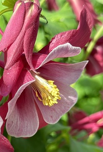 Columbine Bloom