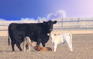 Calving Season