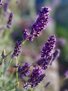 Lavender 