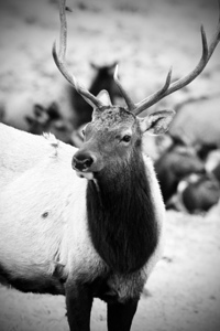 Elk