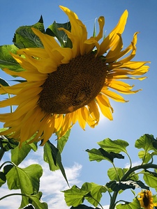 Sunflower Love