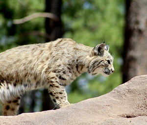 Bobcat -2