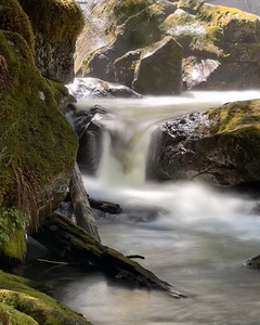 Forest Flow -2 