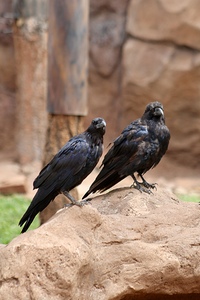 Ravens