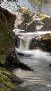Forest Flow