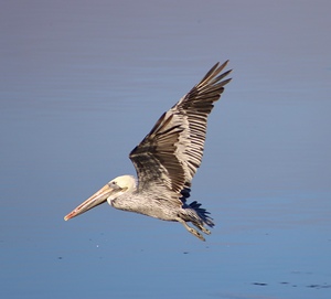 Baja Brown Pelicans -1