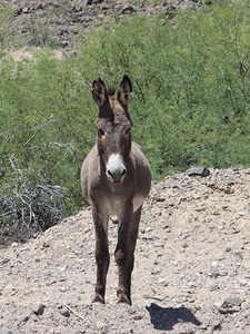 Wild donkey stand off