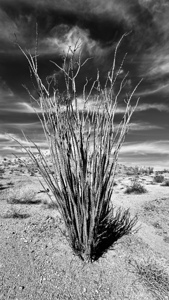 Desert Drama