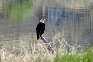 Bald Eagle on the Columbia
