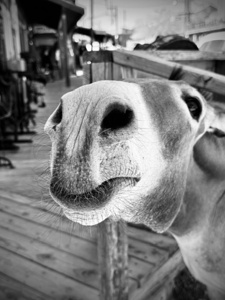 Give us a Kiss - black & white