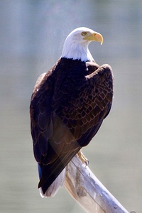 Majestic