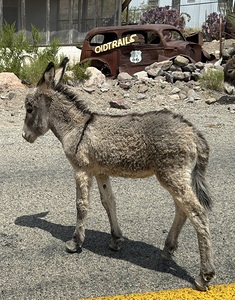 Baby donkey